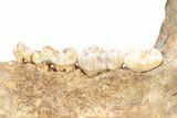 Fossil Cave Bear (Ursus spelaeus) Lower Jaw - Romania #240197-8